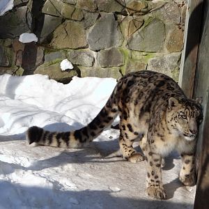 Snow Leopard