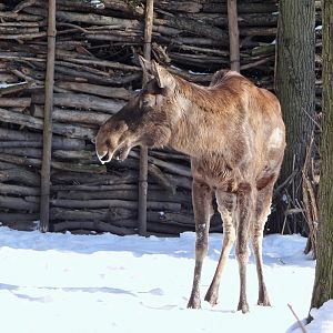 European Elk