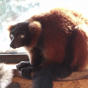Red Ruffed Lemur