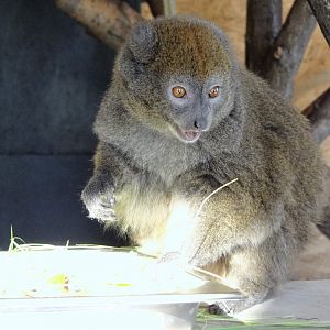 Alaotran Gentle Lemur (Hapalemur alaotrensis)