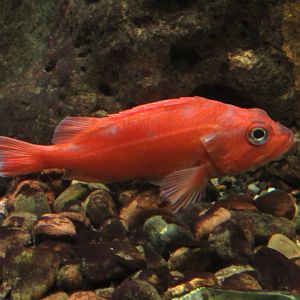 Vermillion RockFish at Shedd Aquarium