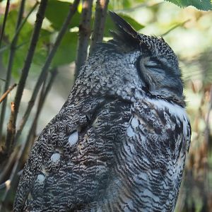Great horned owl (Bubo virginianus), 2020-09-12