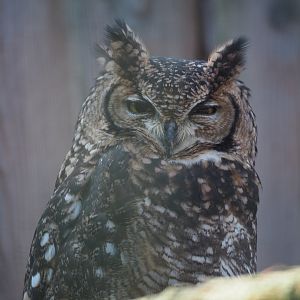 African spotted eagle-owl (Bubo africanus), 2020-09-12