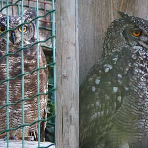 African spotted eagle-owls (Bubo africanus), 2020-09-12
