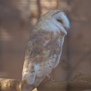 Common barn owl (Tyto alba), 2020-09-12