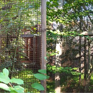 Chaco owl aviary, 2020-09-12