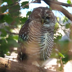 Chaco owl (Strix chacoensis), 2020-09-12