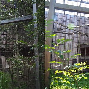 Harris' hawk aviary, 2020-09-12