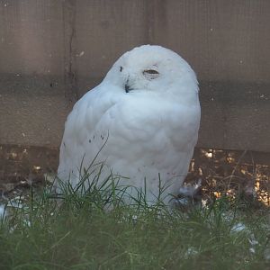 Snowy owl (Bubo scandiacus), 2020-09-12