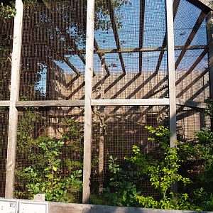 Boobook owl aviary, 2020-09-12