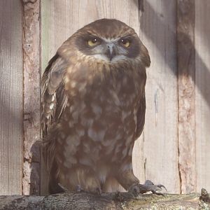 Boobook owl (Ninox boobook), 2020-09-12