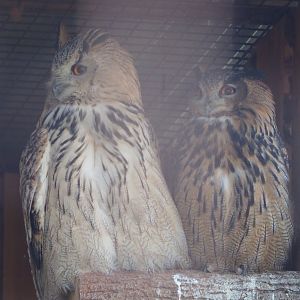 Western Siberian eagle-owl (Bubo bubo sibiricus) and Eurasian eagle owl (B. b. bubo), 2020-09-12