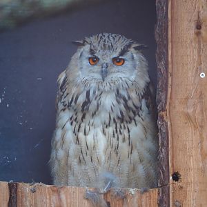 Western Siberian eagle-owl (Bubo bubo sibiricus), 2020-09-12