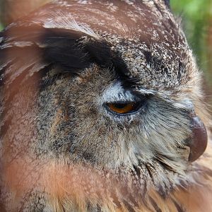 Eurasian eagle-owl (Bubo bubo bubo), 2020-09-12