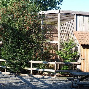 Little owl aviary, 2020-09-12