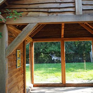 Domestic reindeer and Sandhill crane viewing shelter, 2020-09-12