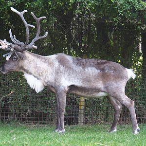 Domestic reindeer (Rangifer tarandus), 2020-09-12