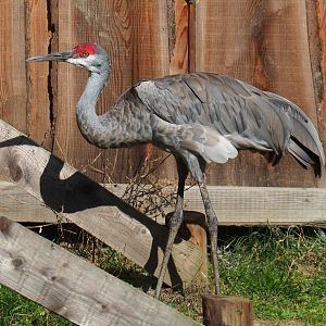 Sandhill crane (Antigone canadensis), 2020-09-12