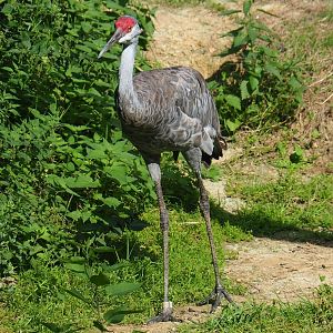 Sandhill crane (Antigone canadensis), 2020-09-12