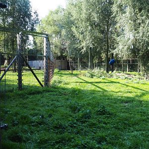 Eurasian brown bear exhibit - Second section, 2020-09-12