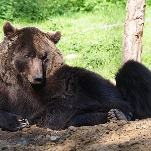 Eurasian brown bear (Ursus arctos arctos), 2020-09-12