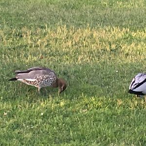 Pair of wild Maned Ducks