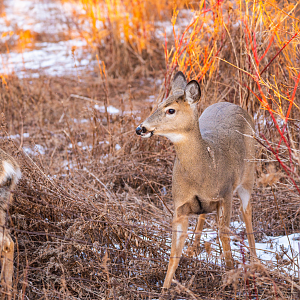 White-tailed Deer