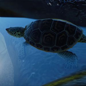 Diamondback Terrapin