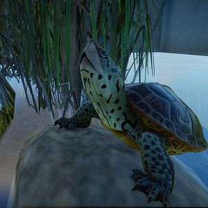 Diamondback Terrapin