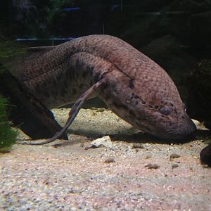 West African Lungfish (Protopterus annectens)