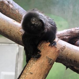 Goeldi’s Marmoset