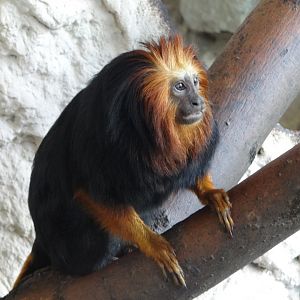 Golden-headed Lion Tamarin
