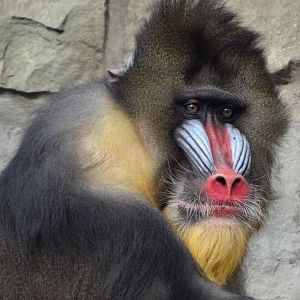Mandrill