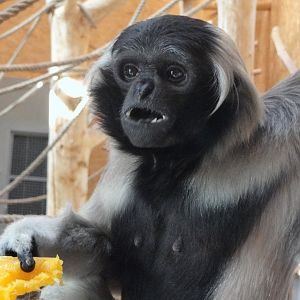 Pileated Gibbon