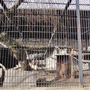 Snow leopard enclosure