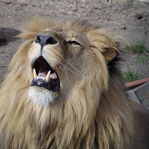 Southwest African Lion