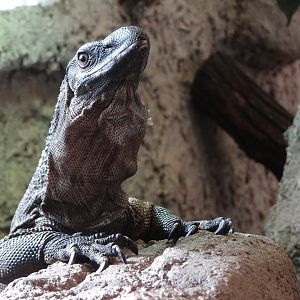 Rough-necked Monitor (Varanus rudicollis)