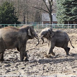 Asian Elephants