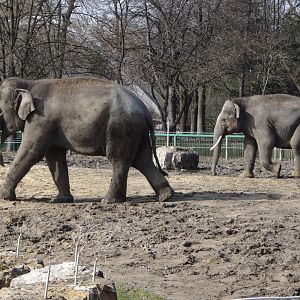 Asian Elephants