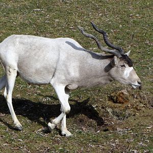 Addax