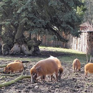 Red River hog enclosure