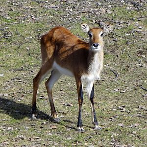 Kafue Lechwe