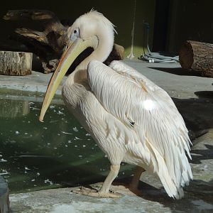 Eastern white pelican (Pelecanus onocrotalus)