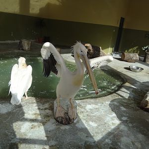 Inside pelican house