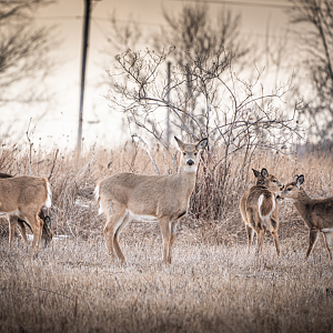 White-tailed Deers