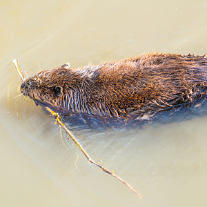 American Beaver