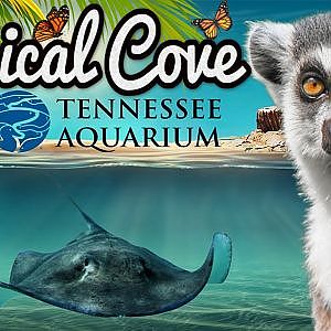 Virtual Zoo Tours Ep. 9: Tropical Cove | Tennessee Aquarium (1080p60)