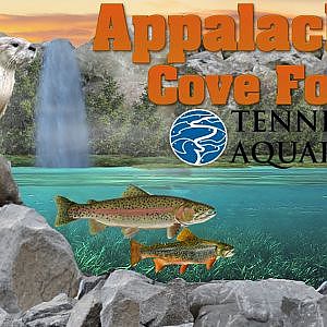 Virtual Zoo Tours Ep. 8: Appalachian Cove Forest | Tennessee Aquarium (1080p60)