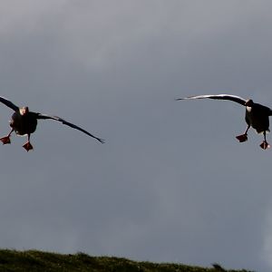 Greylag geese