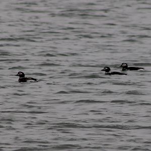 Long-tailed ducks